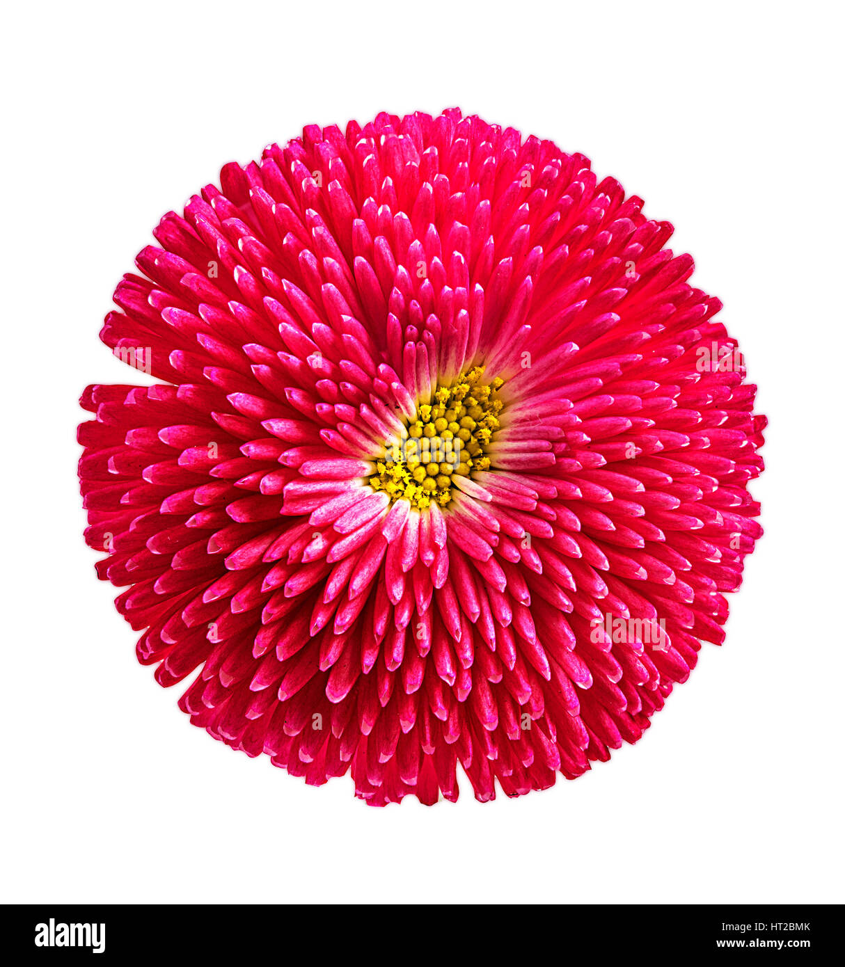 gerbera daisies isolated on white background Stock Photo