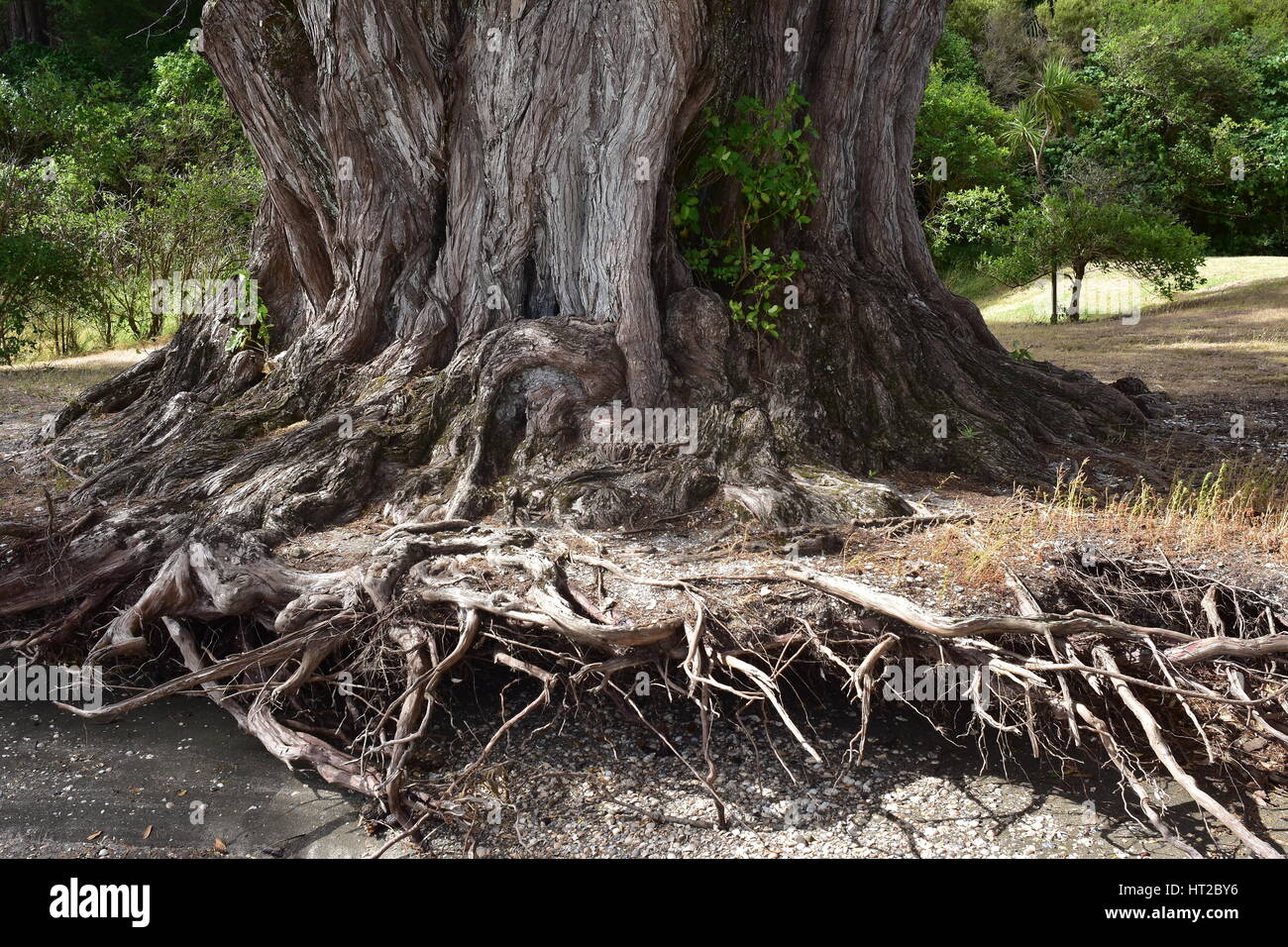 Root Pine Tree Roots High Resolution Stock Photography and Images Alamy