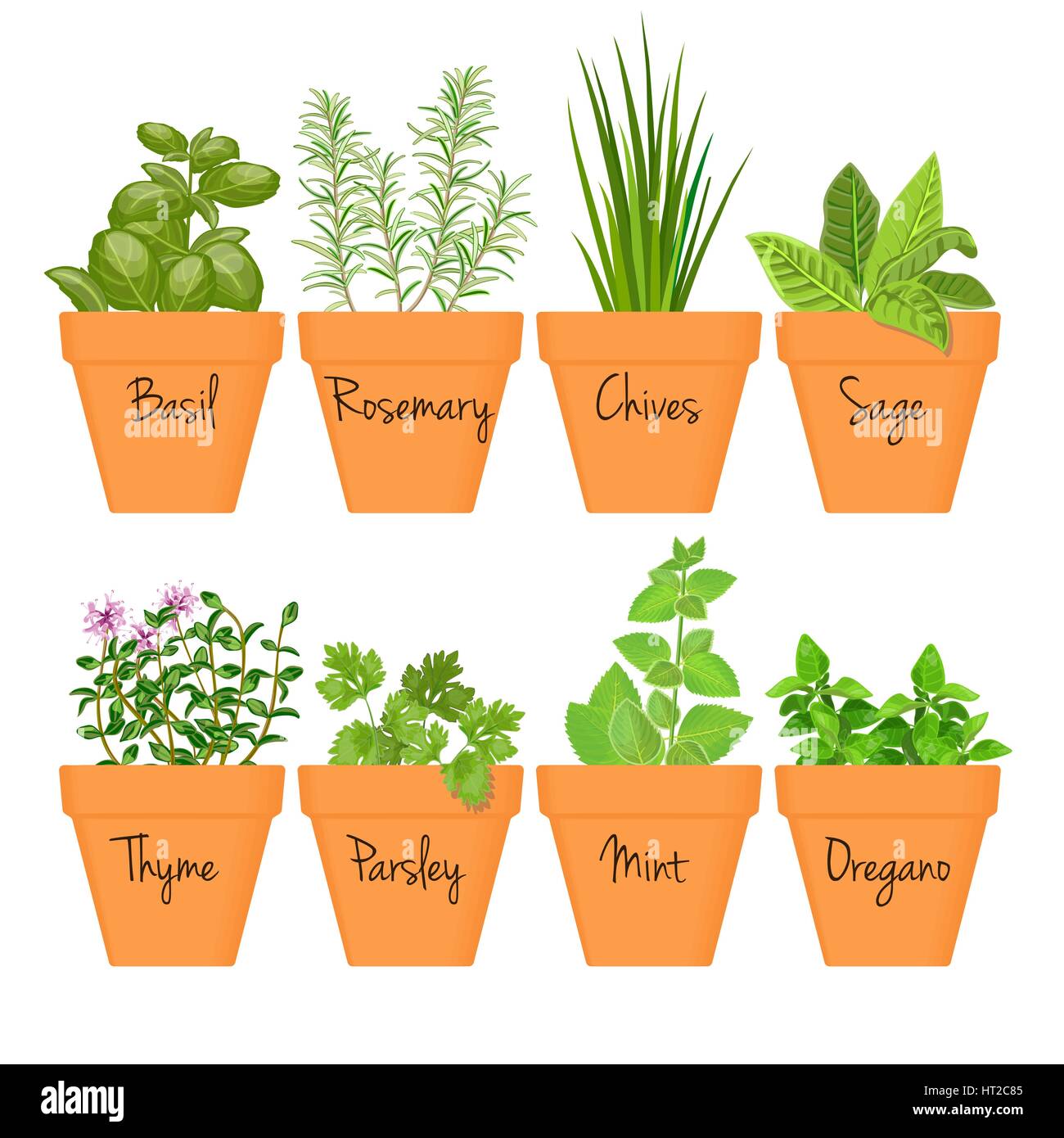 Set of vector culinary herbs in terracotta pots with labels. Green growing basil, sage, rosemary, chives, thyme, parsley, mint, oregano with text abov Stock Vector