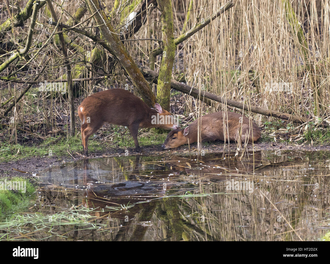 Mother and baby deer muntjac also called barking deer together Stock Photo