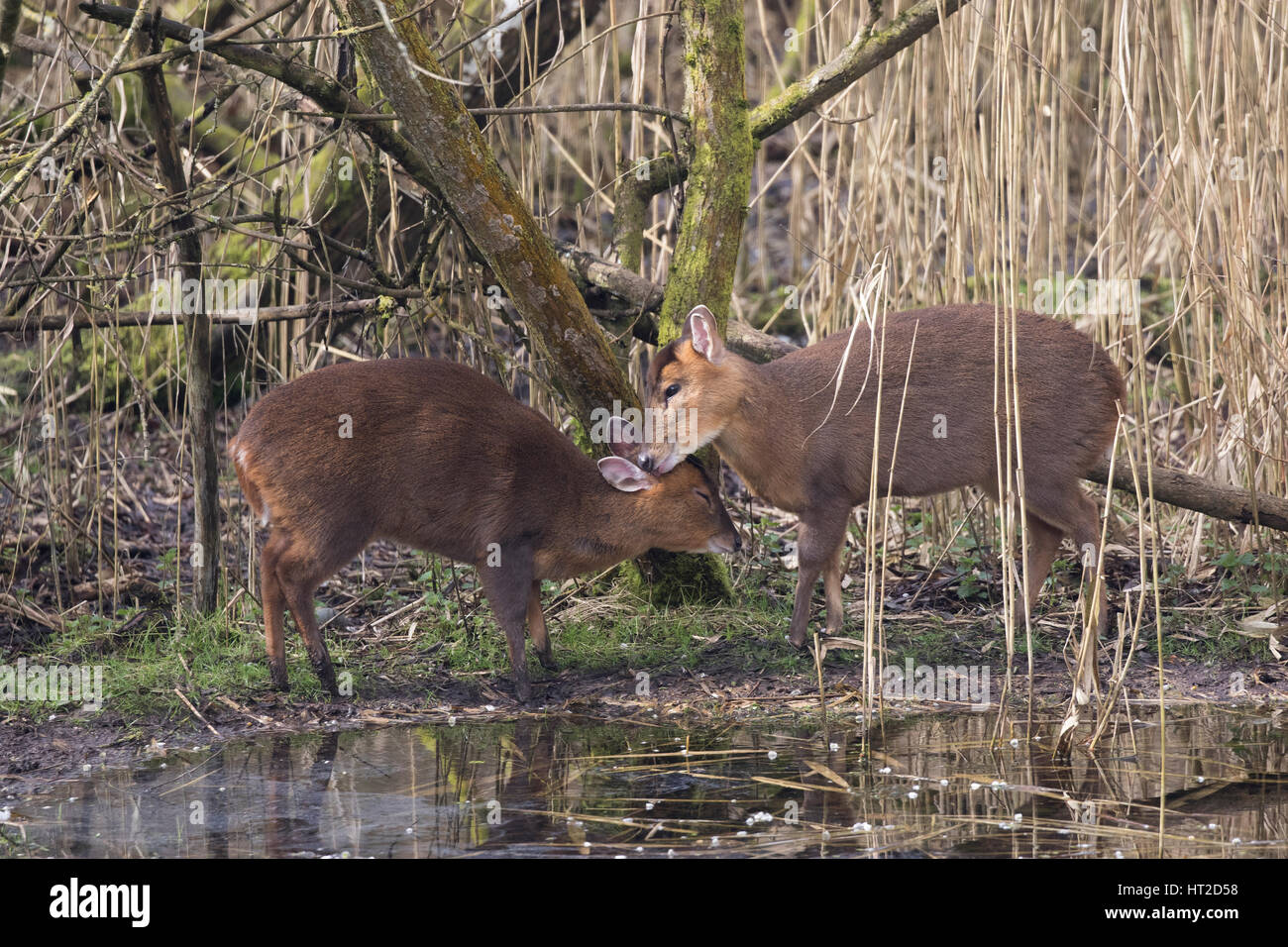 Mother and baby deer muntjac also called barking deer together Stock Photo