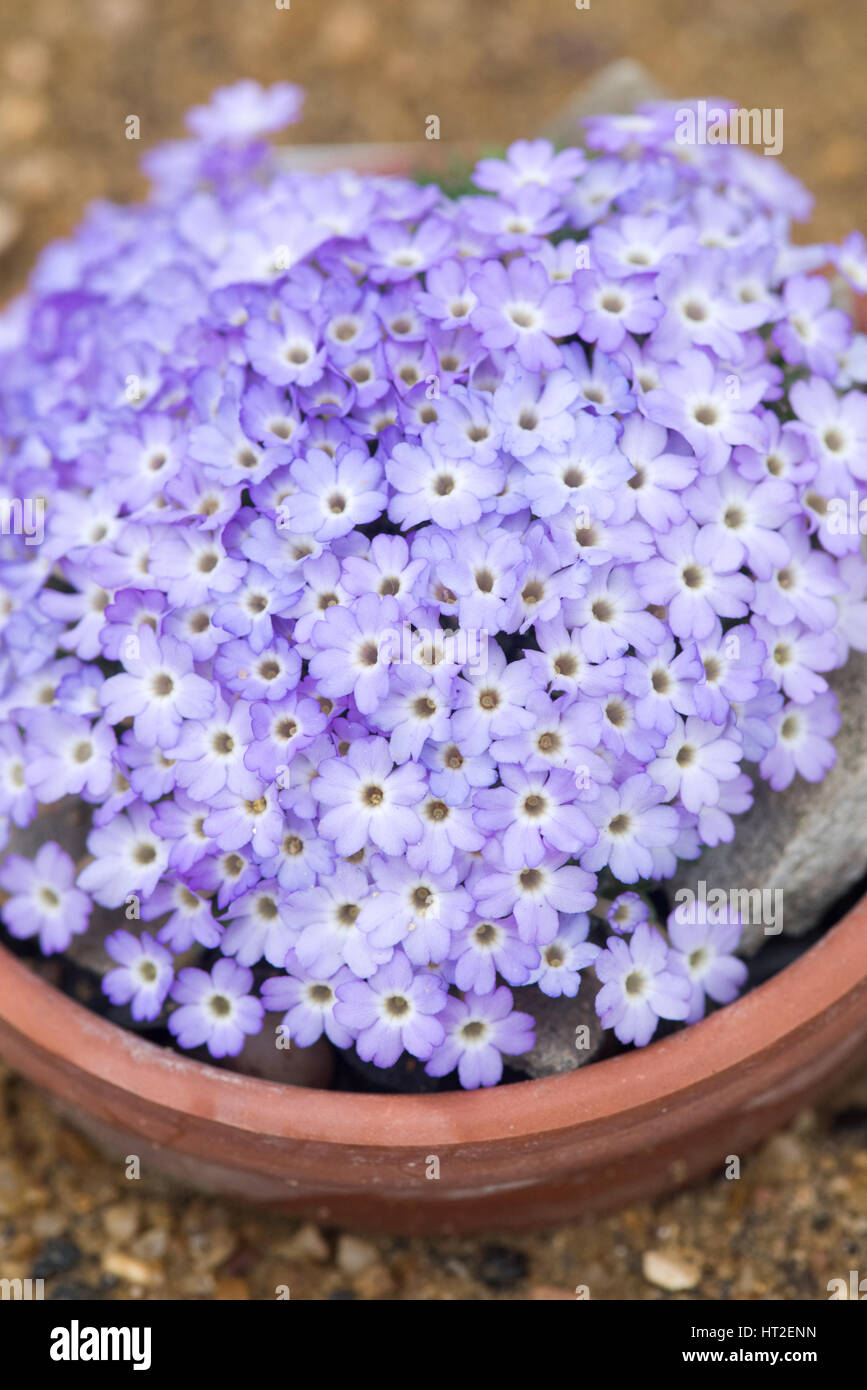 Dionysia Zschummelii flowers grown in an alpine house. RHS Wisley Gardens, Surrey, UK Stock Photo