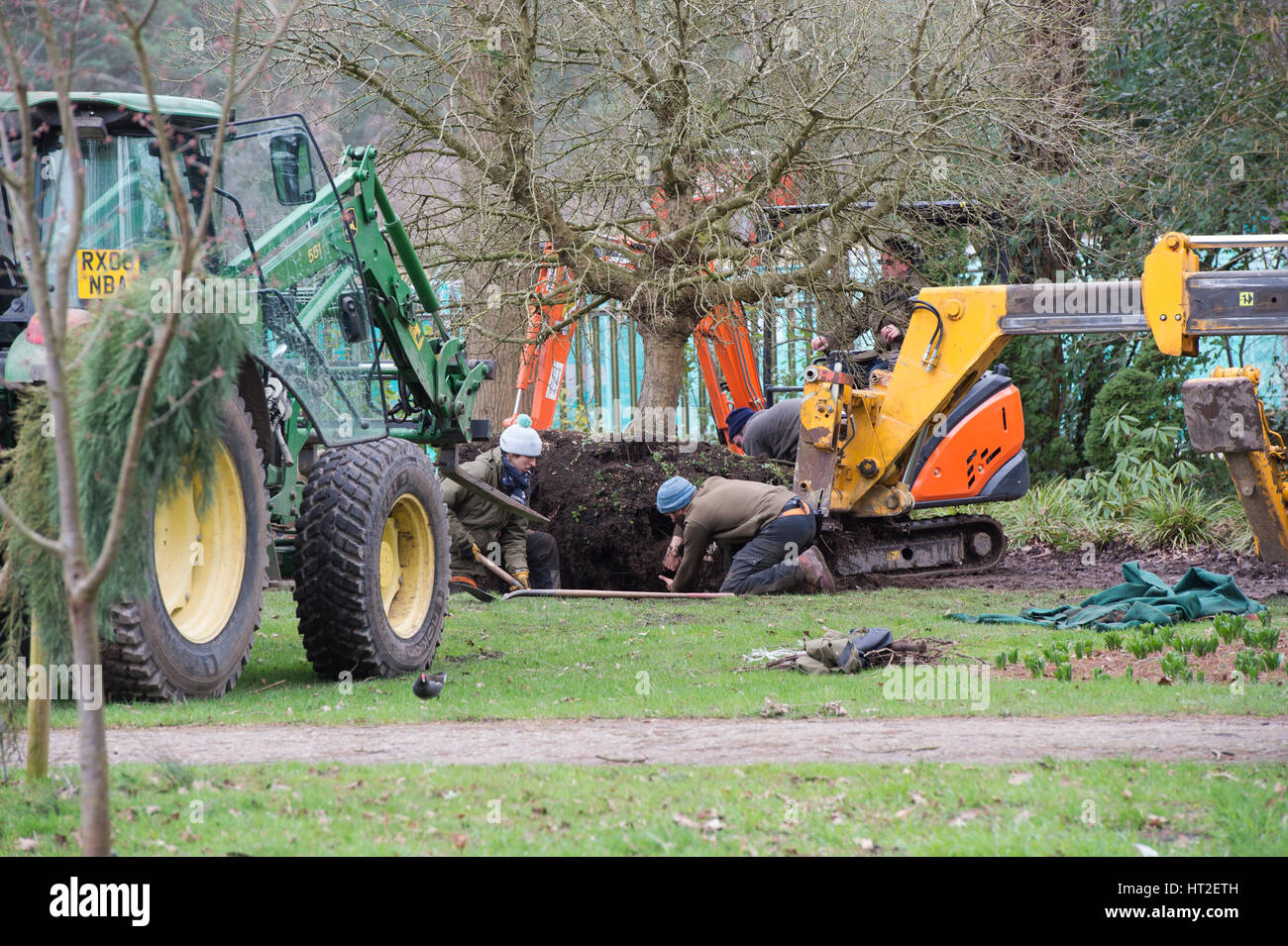 Gardeners up rooting a tree with heavy machinery at RHS Wisley Gardens, Surrey, UK Stock Photo