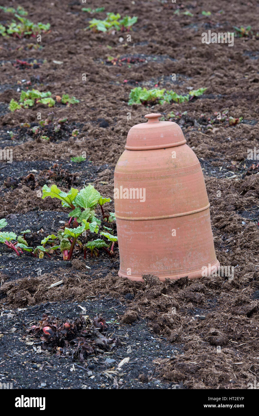 Terracotta rhubarb forcer pots. Yorkshire flower pots in an english garden. UK Stock Photo