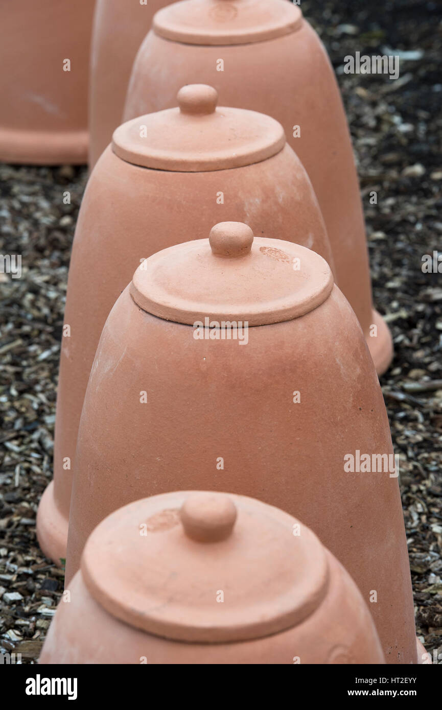 Terracotta rhubarb forcer pots. Yorkshire flower pots in an english