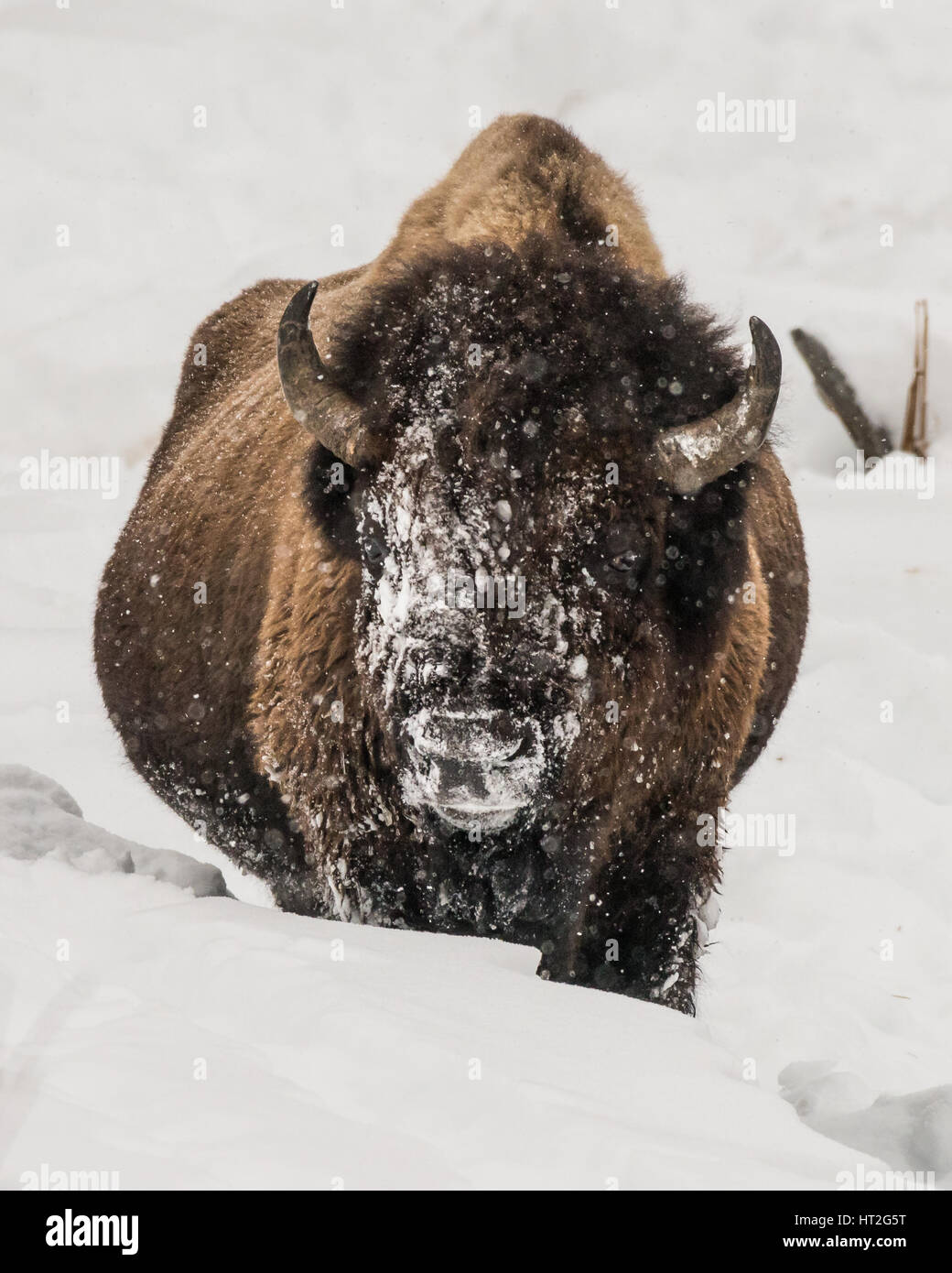 Bison (Bison bison) commonly called Buffalo surviving the brutal winter