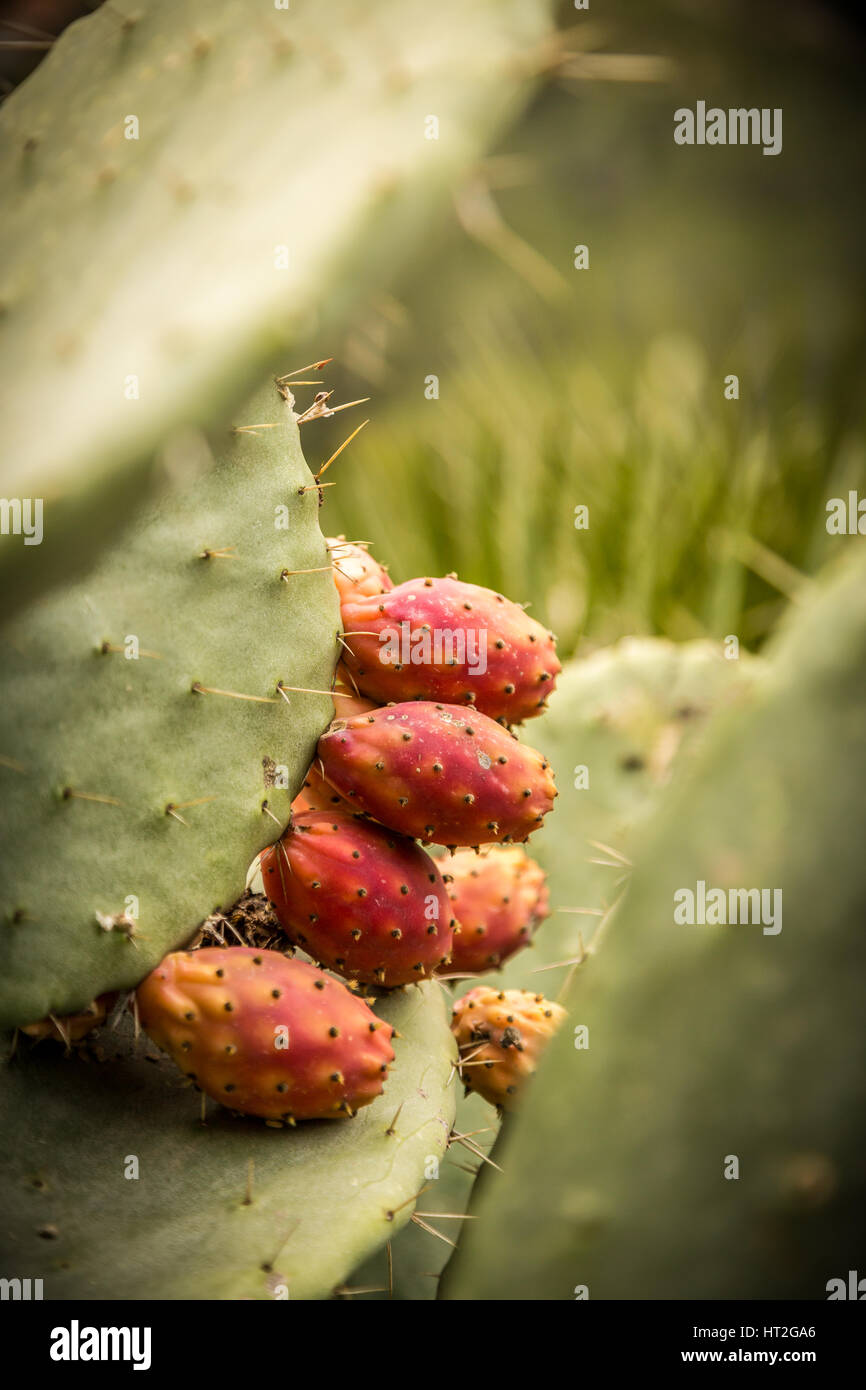 Cactus plants growing wild in the Costa Blanca, Spain, Europe Stock