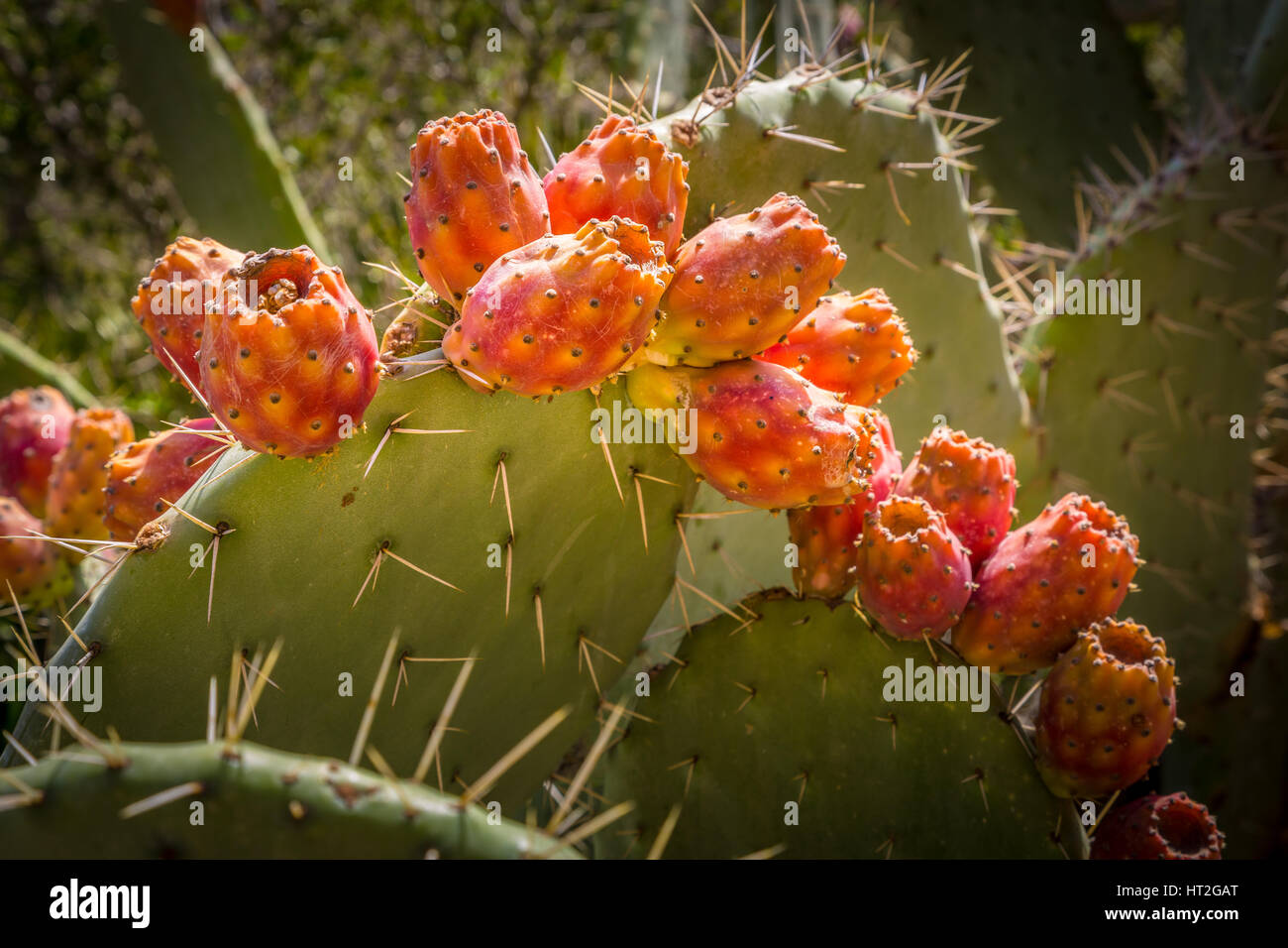 Cactus plants growing wild in the Costa Blanca, Spain, Europe Stock