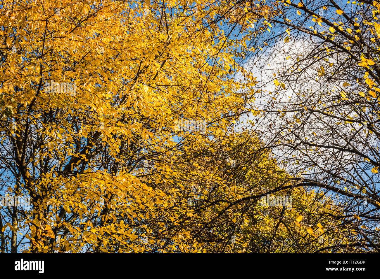golden colour of Autumn Stock Photo