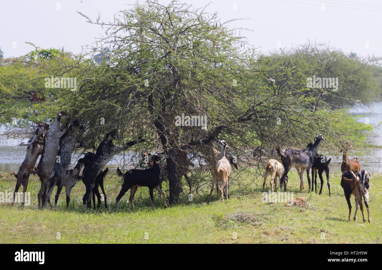 Indian, goats Stock Photo