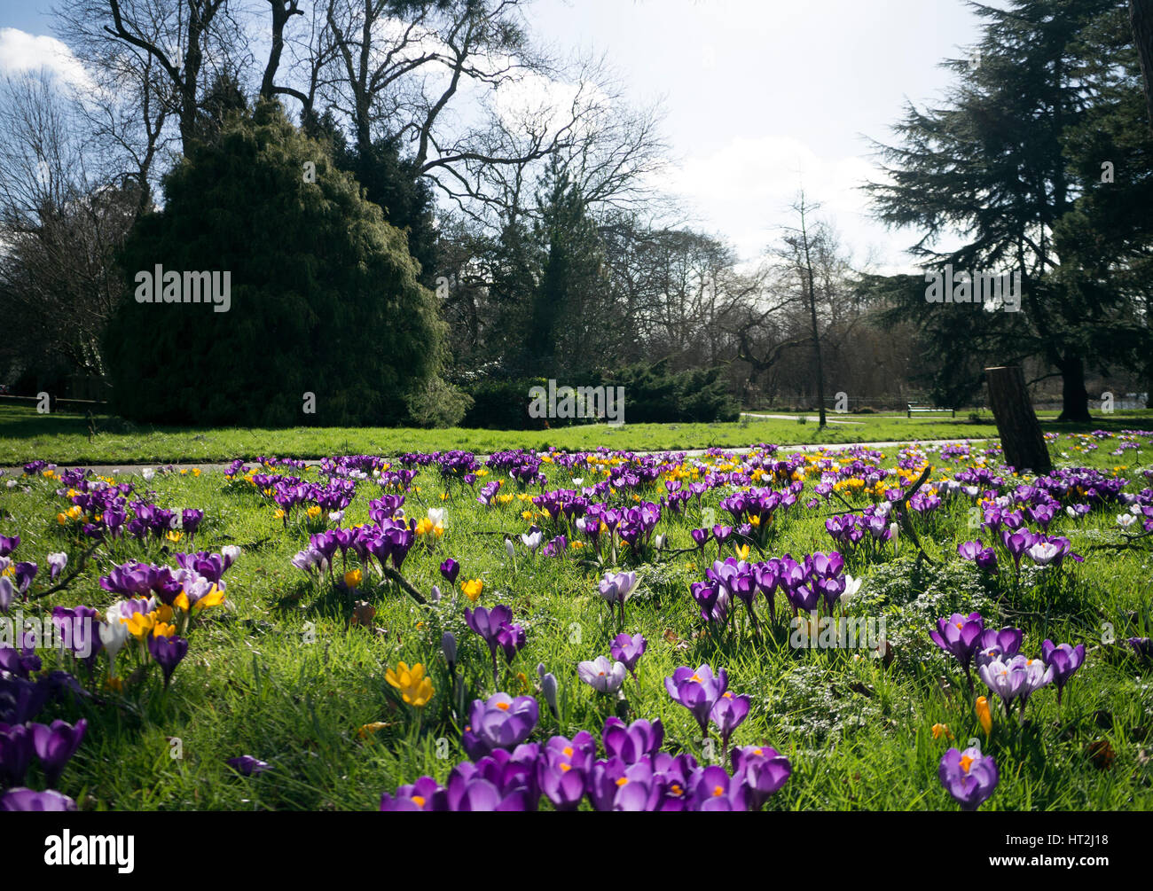 Crocuses Flowering In Spring Brueton Park Solihull West Midlands