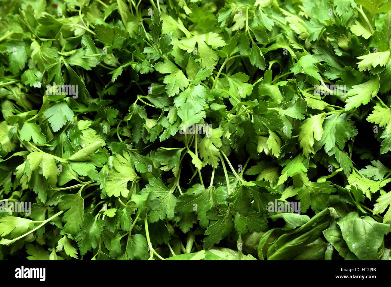 Full basket of parsley. Fresh growing parsley Stock Photo Alamy