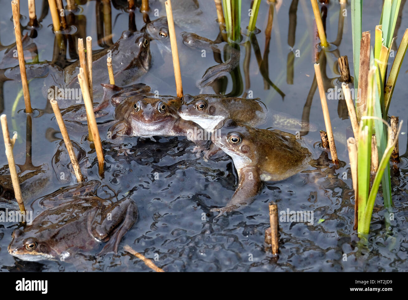 Common frogs gathering to breed in a pond in Derbyshire, UK, March