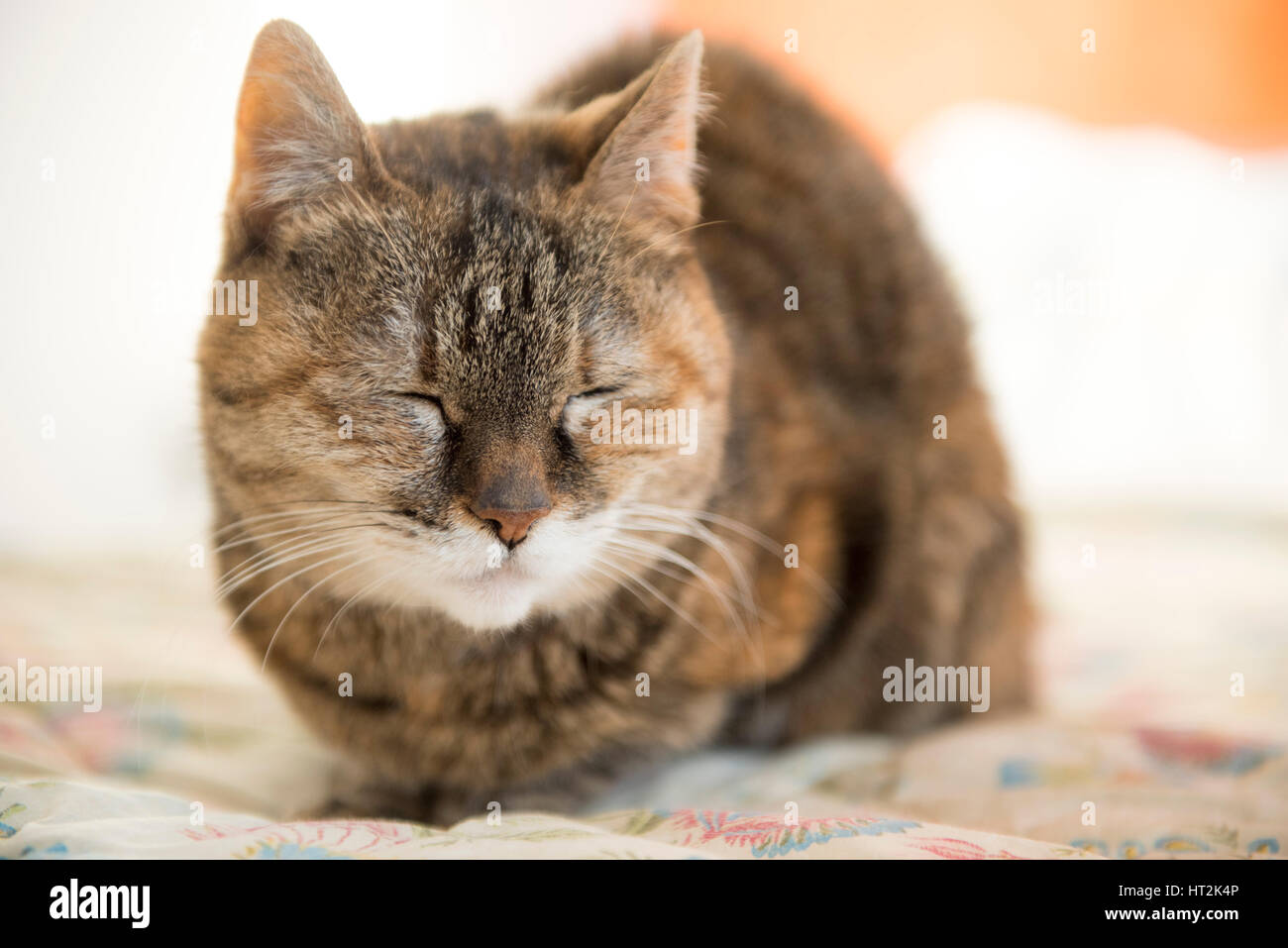 Cat at home Stock Photo - Alamy