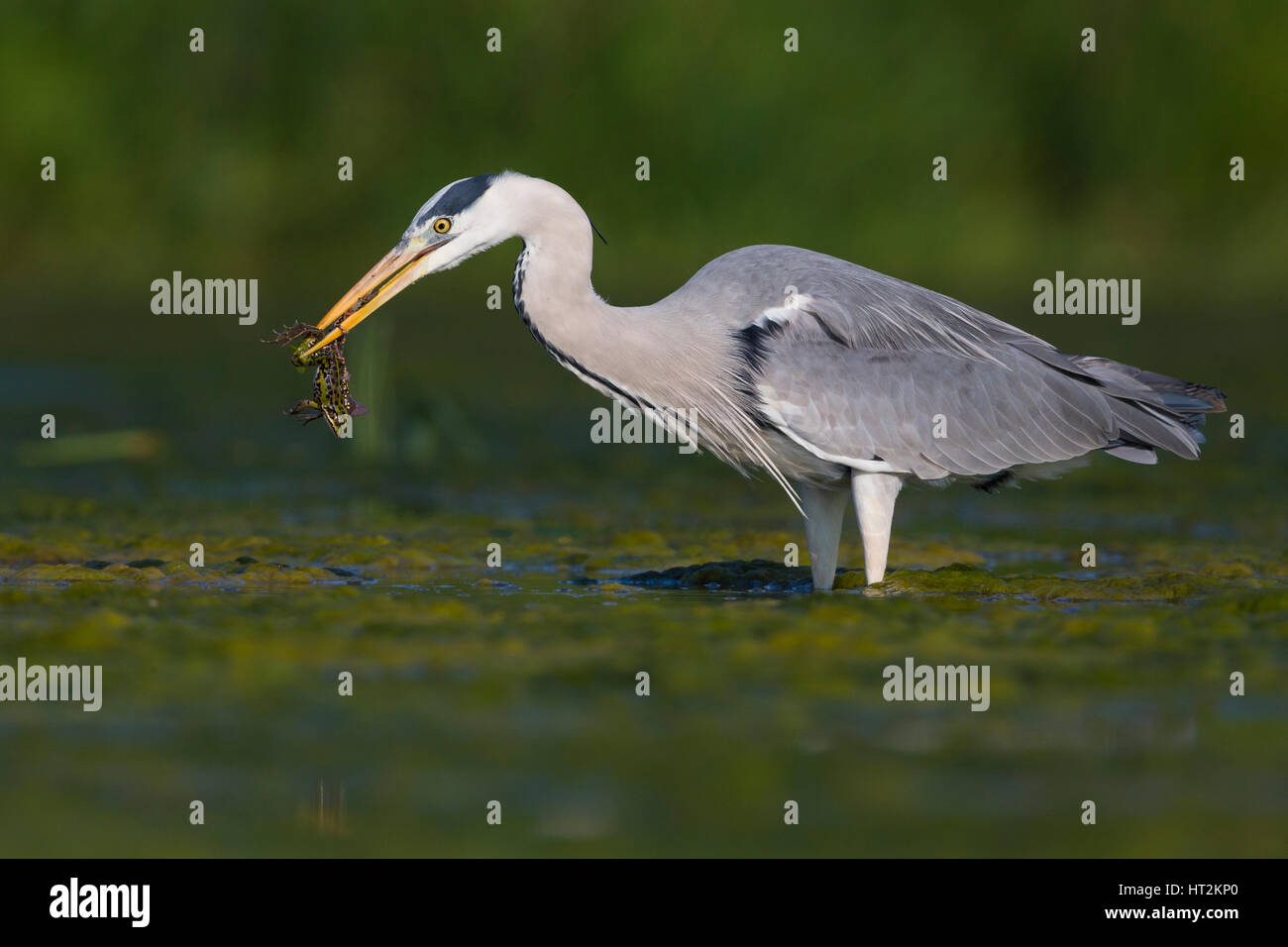 Grey Heron (Ardea cinerea), adult with a caught frog Stock Photo