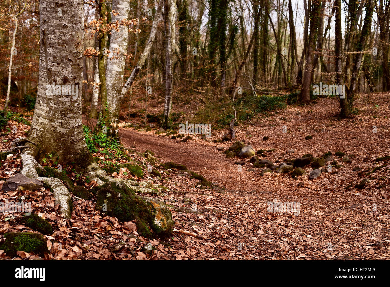 a view of La Fageda den Jorda, a forest of beech trees, in the Garrotxa ...