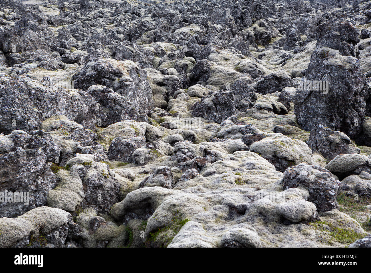 moss covering lava fields, Iceland Stock Photo