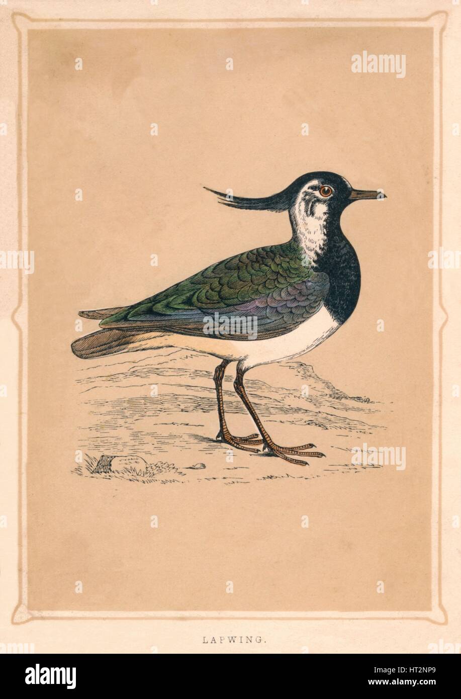 'Lapwing', (Vanellus vanellus), c1850, (1856). Artist: Unknown. Stock Photo