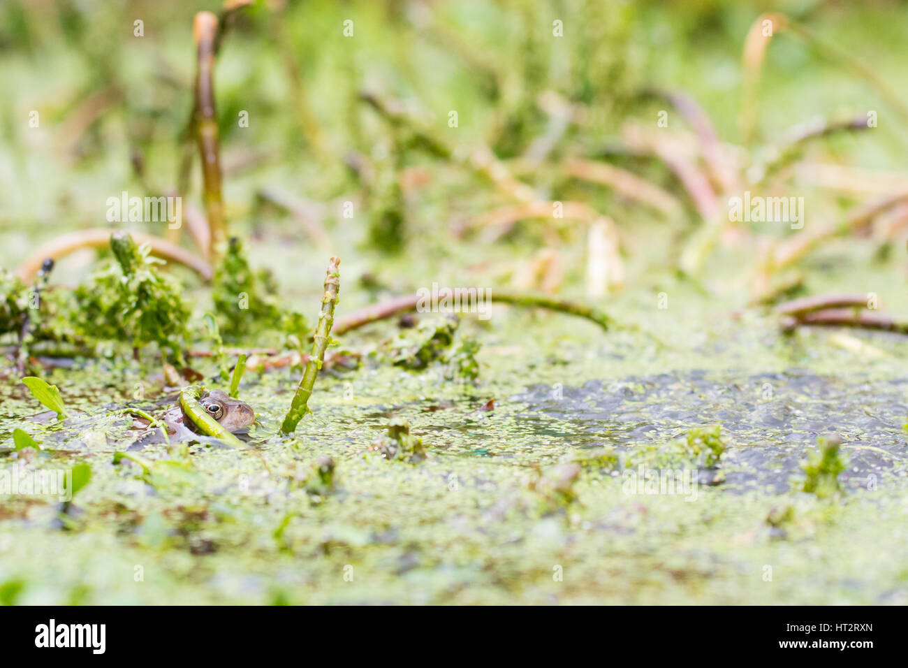 Freshly laid frogspawn hi-res stock photography and images - Alamy