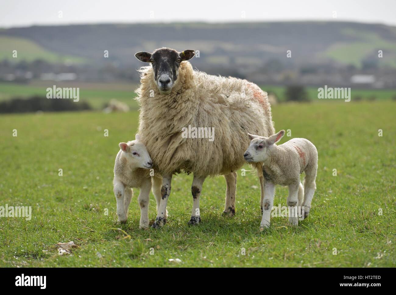 Seaford, East Sussex, UK. 6th March 2017. UK Weather. Twin lambs on the South Downs near Seaford enjoying double figure temperatures. Credit: Peter Cripps/Alamy Live News Stock Photo