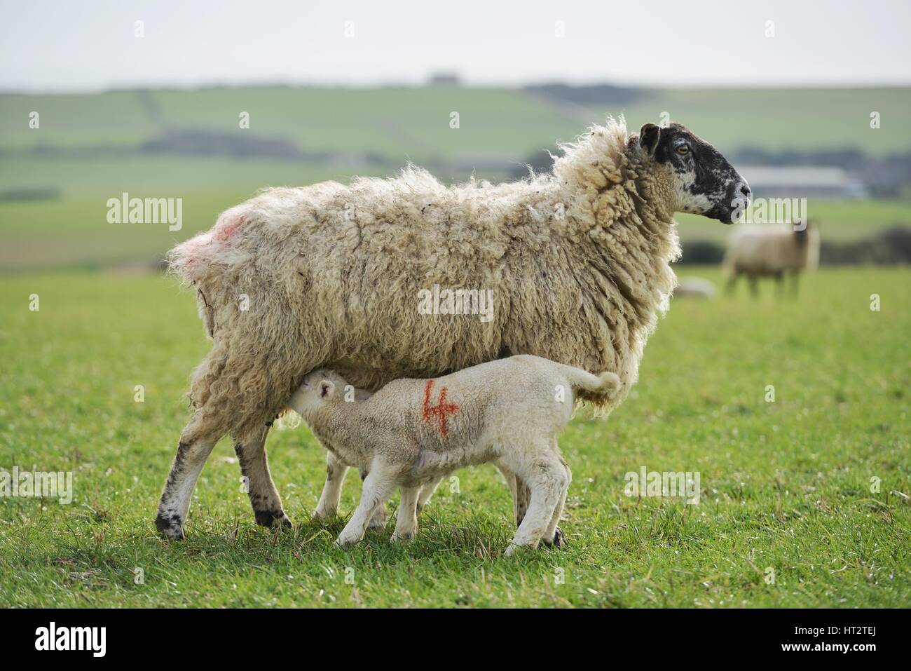 Seaford, East Sussex, UK. 6th March 2017. UK Weather. Twin lambs on the South Downs near Seaford enjoying double figure temperatures. Credit: Peter Cripps/Alamy Live News Stock Photo