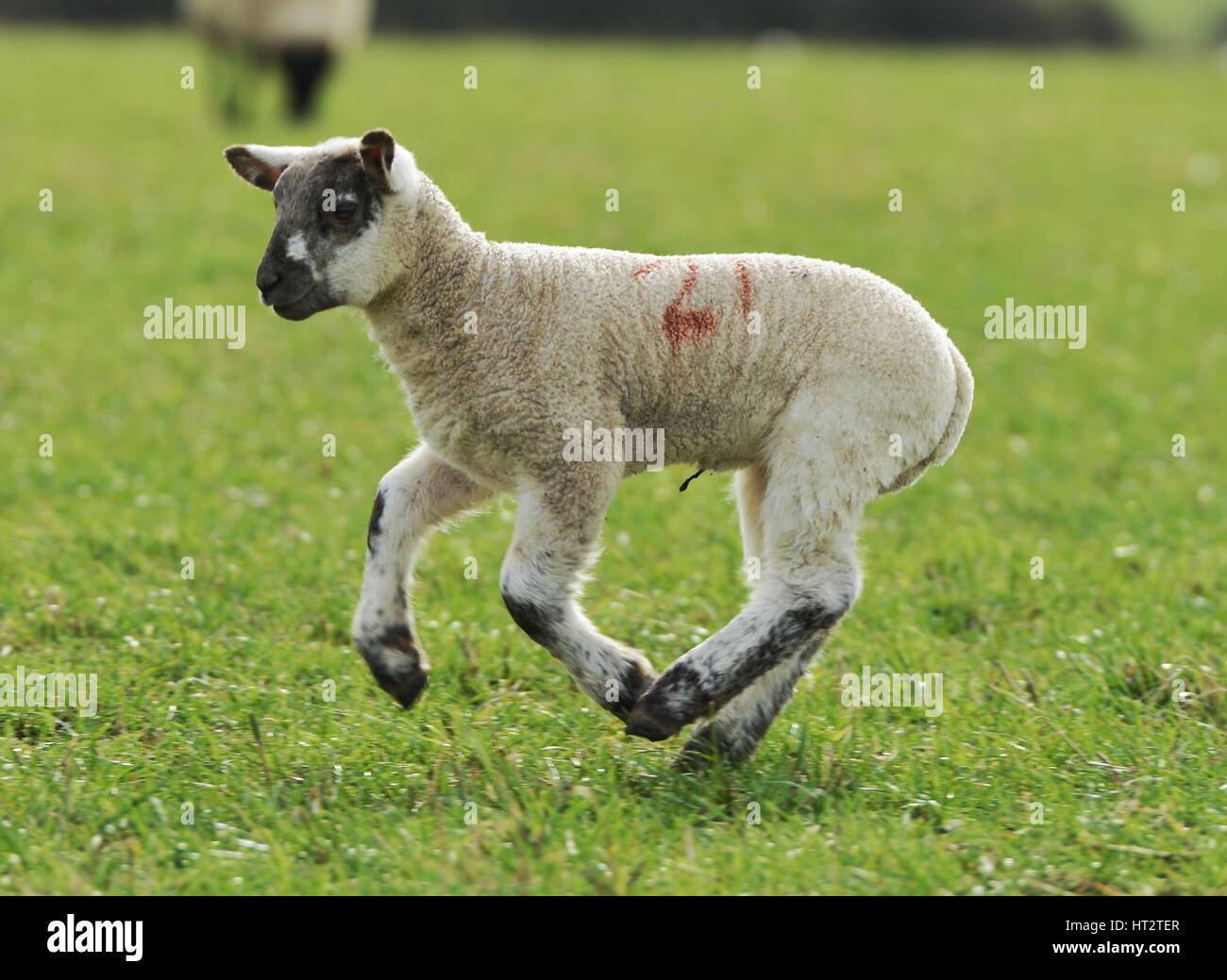 Seaford, East Sussex, UK. 6th March 2017. UK Weather. Lambs on the South Downs near Seaford enjoying double figure temperatures. Credit: Peter Cripps/Alamy Live News Stock Photo