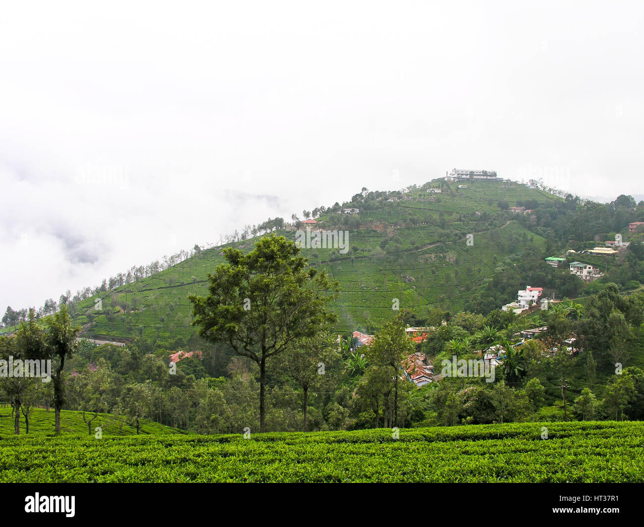 Tea Gardens at Ooty, India Stock Photo Alamy