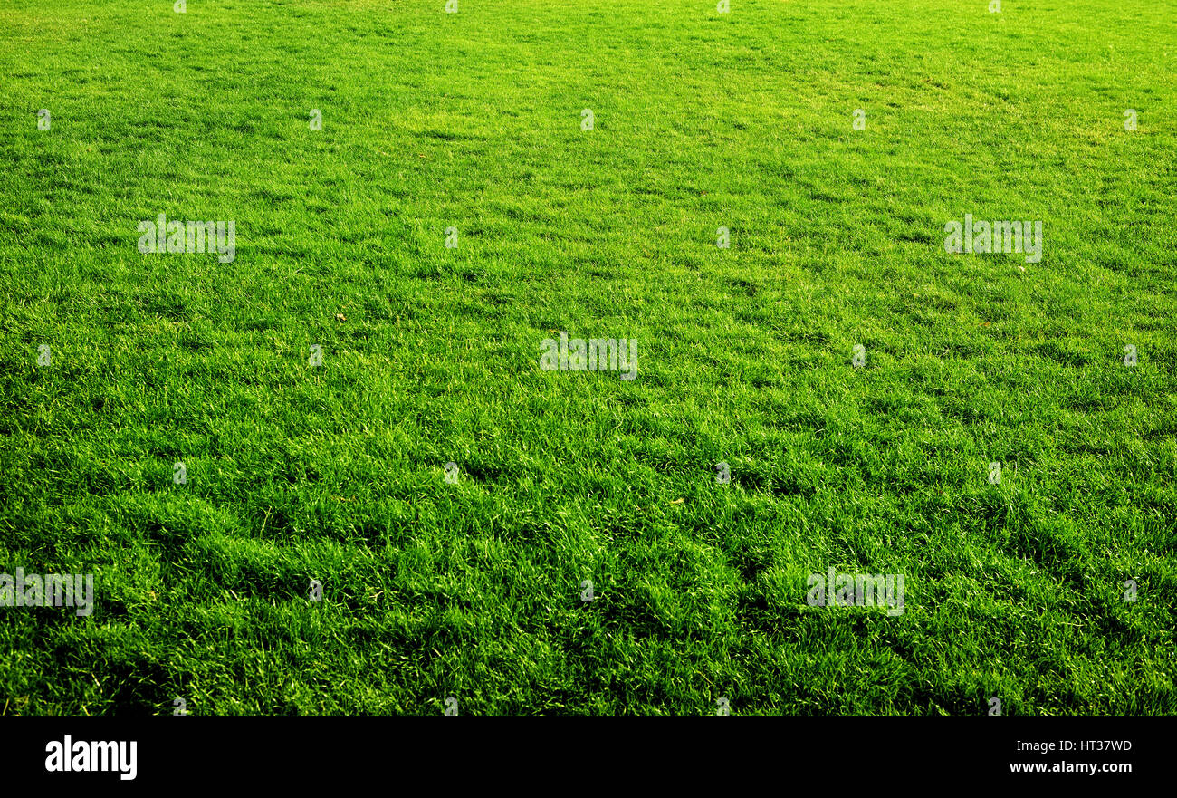 Natural green grass texture hi-res stock photography and images - Alamy