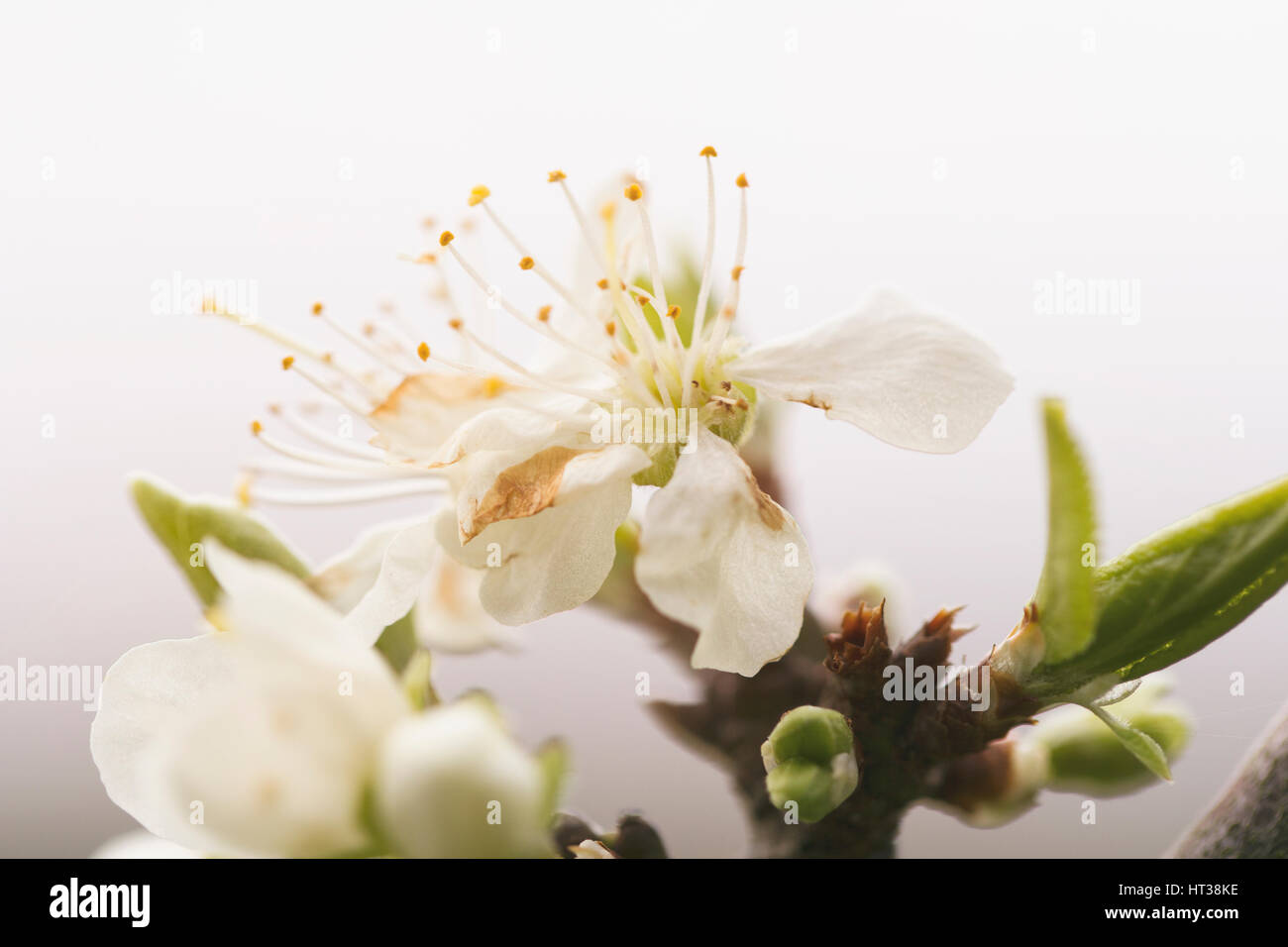 Plum tree flower Stock Photo