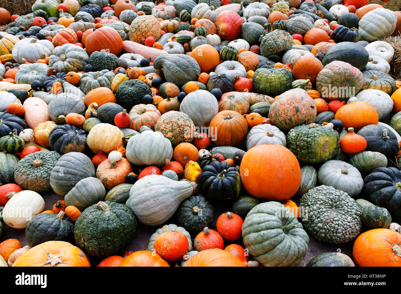 Types of squash hires stock photography and images Alamy