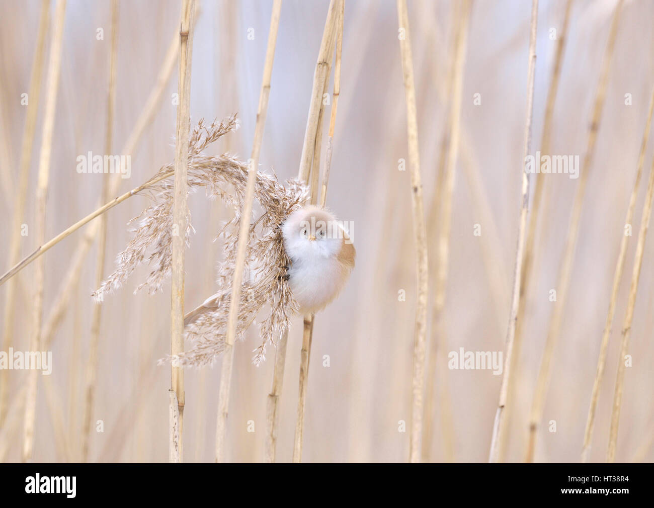 Bearded reedling (Panurus biarmicus), female in reeds, Saxony, Germany Stock Photo