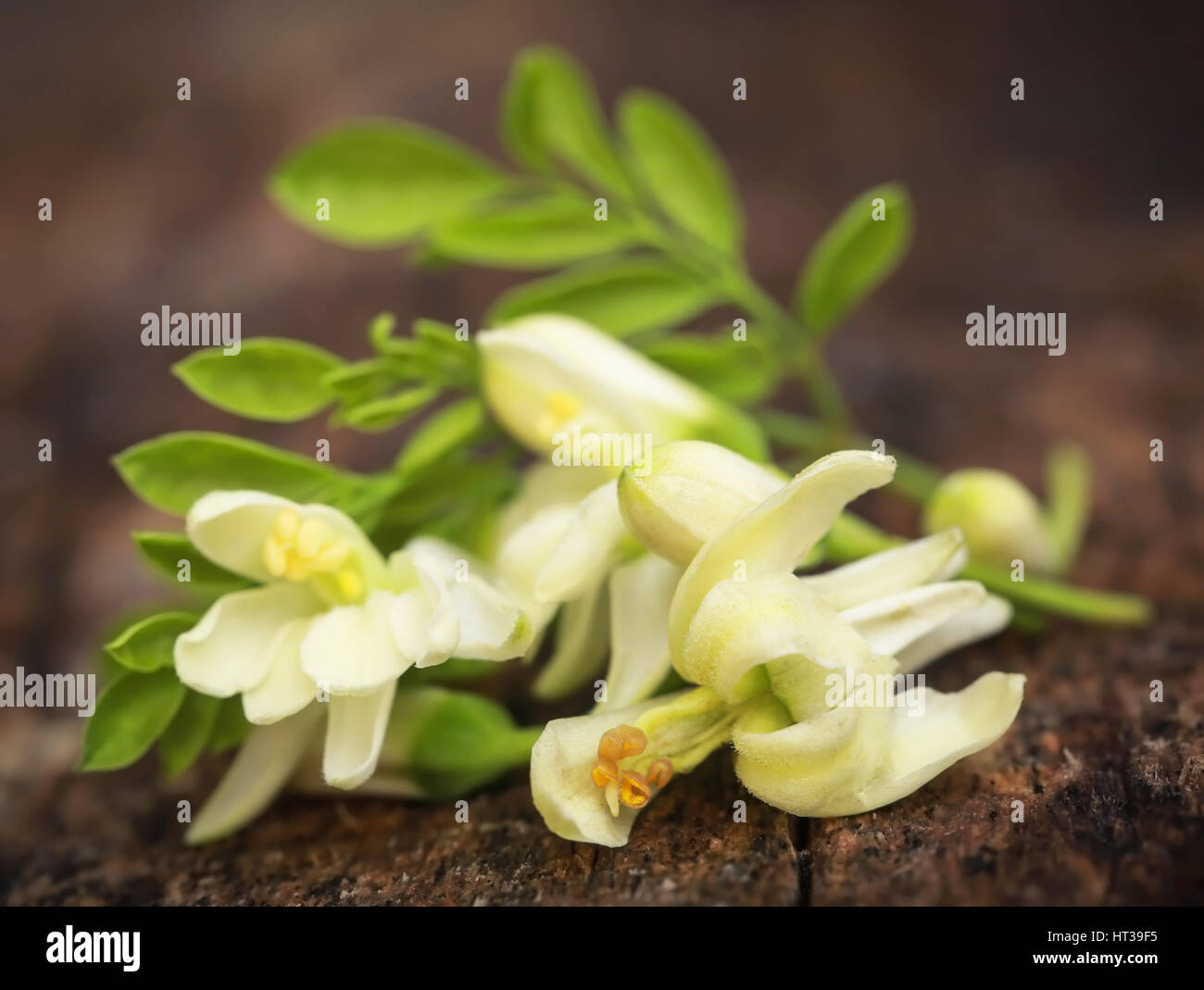 Edible moringa flowers with green leaves in timber surface Stock Photo