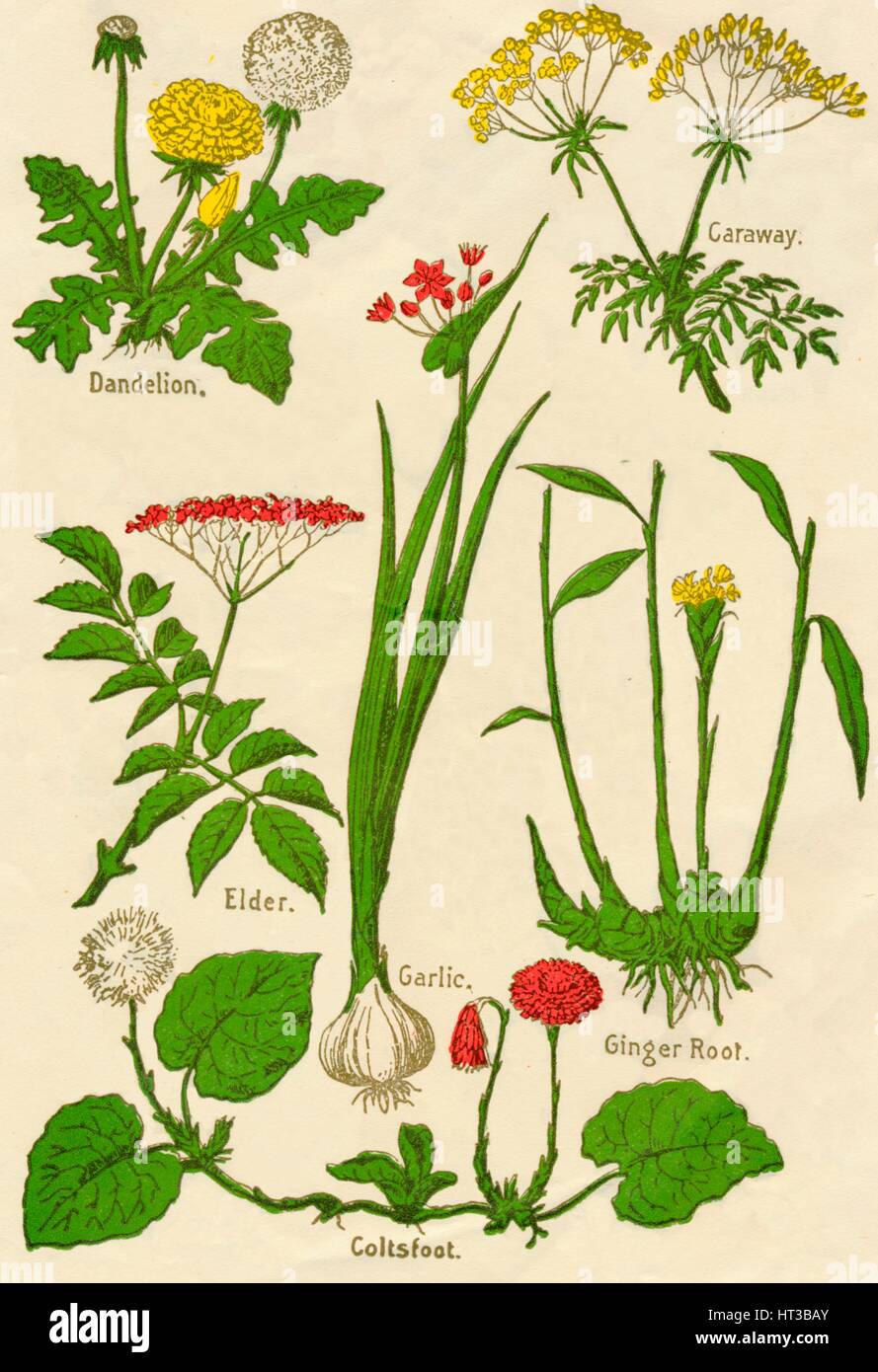 Flowers: Dandelion, Caraway, Elder, Garlic, Coltsfoot, Ginger Root, c1940. Artist: Unknown. Stock Photo