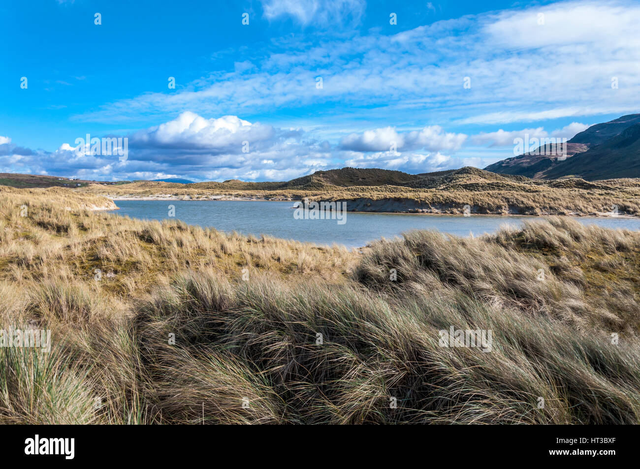 Ammophila or marram grass, bent grass, beachgrass grasses on coastal sand dunes. County Donegal, Ireland Stock Photo