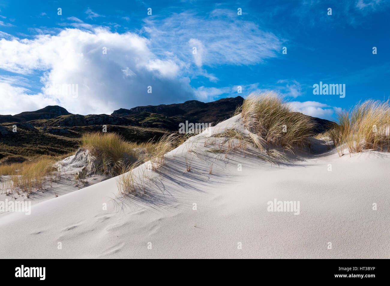 Ammophila or marram grass, bent grass, beachgrass grasses on coastal sand dunes. County Donegal Ireland Stock Photo