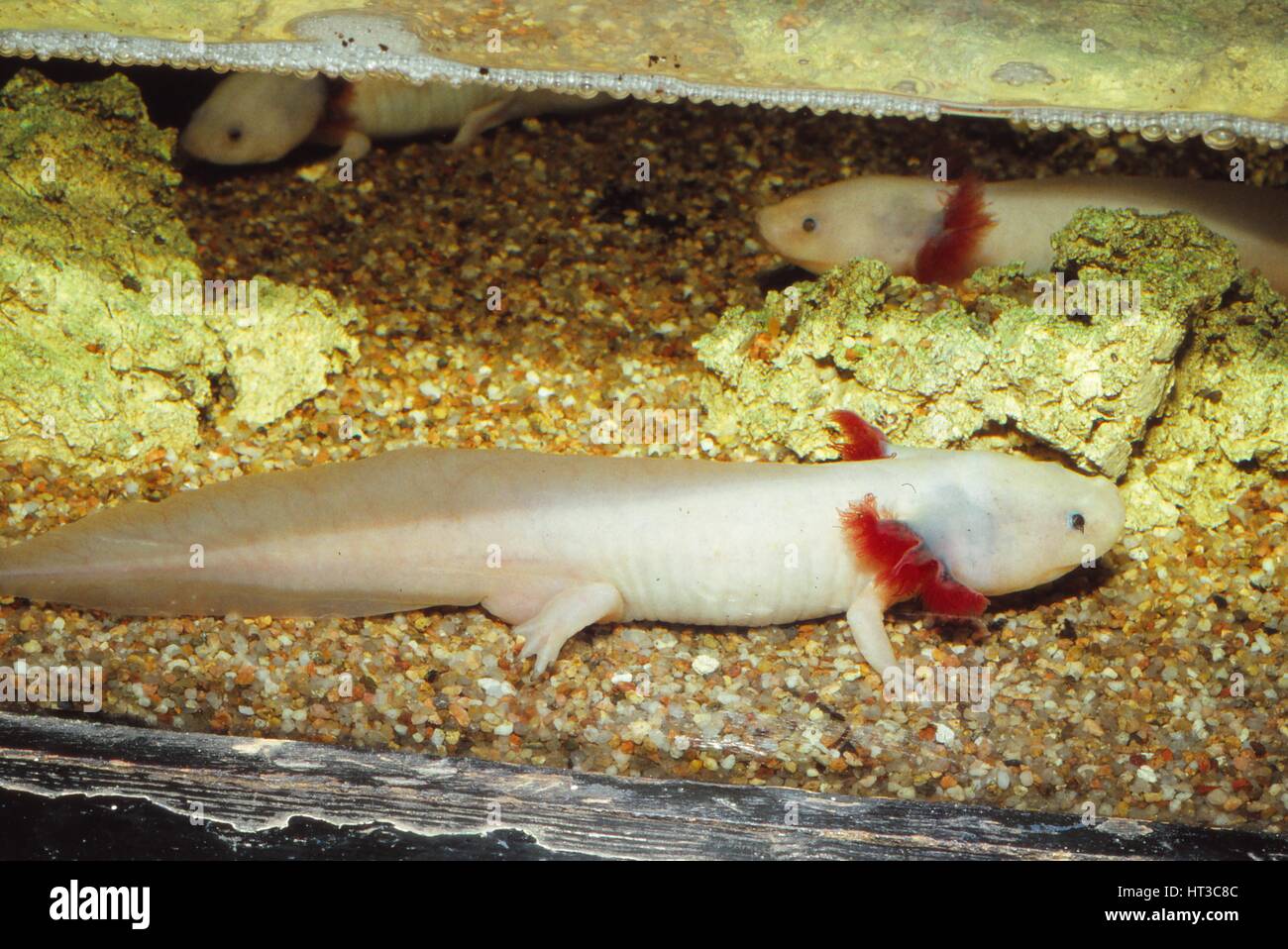 Mexican salamander (Ambystoma mexicanum) larva or Axolotl, 20th century. Artist: CM Dixon. Stock Photo