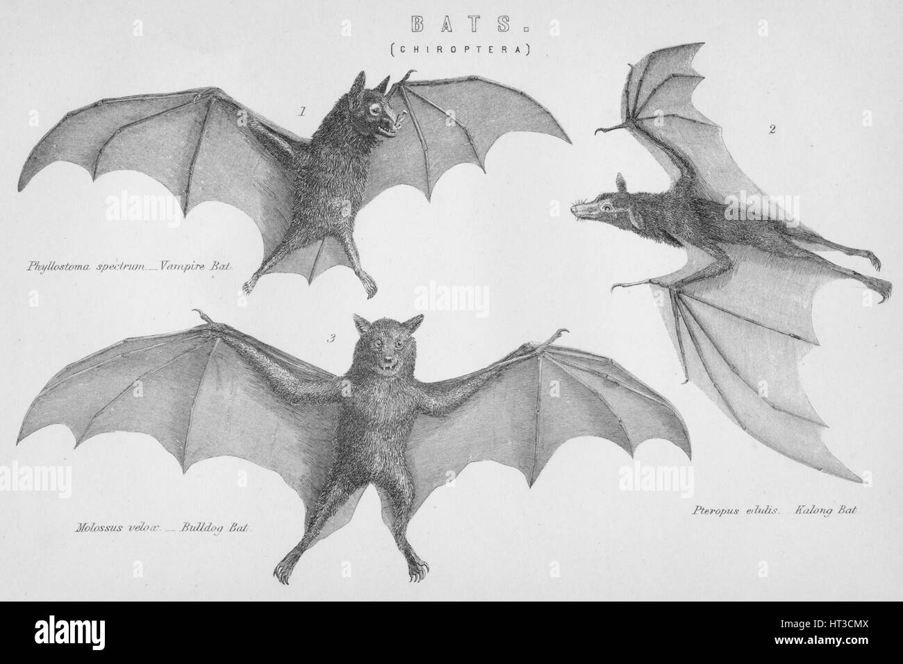 'Bats. (Chiroptera)', 1885. Artist Unknown Stock Photo Alamy