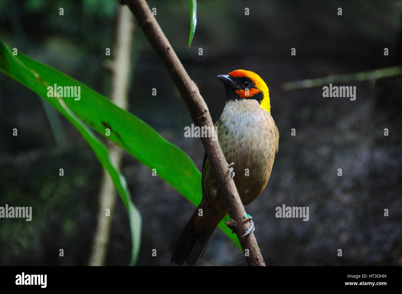one lovely and noisy exotic bird many buetiful color Tangara Stock Photo