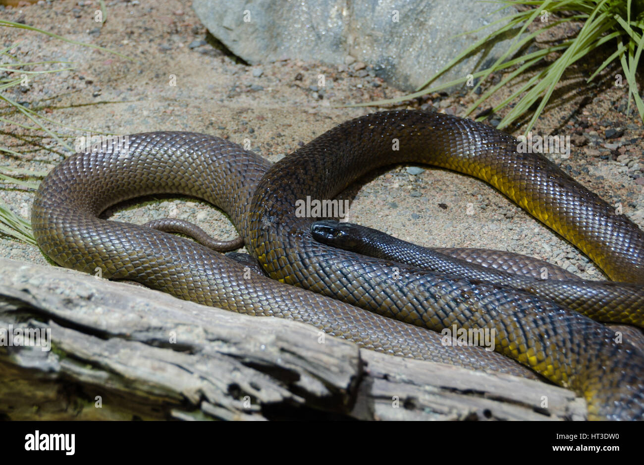 one braun and very poisen snake inland taipan Stock Photo