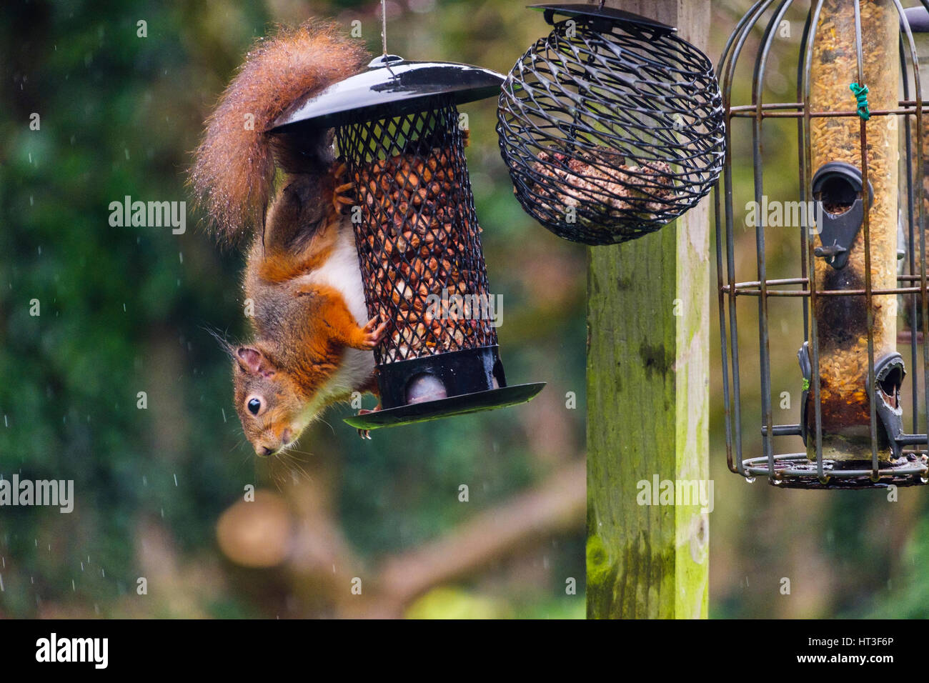 A Red Squirrel (Sciurus vulgaris) eating peanuts by a squirrel-proof seed feeder hanging from a bird table in a domestic garden. Anglesey Wales UK Stock Photo