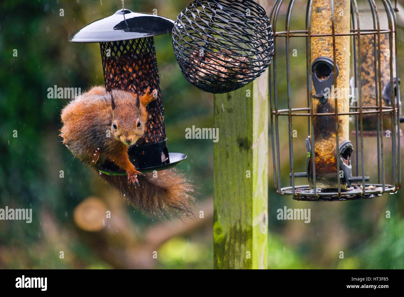 Red Squirrel (Sciurus vulgaris) eating peanuts by a squirrel-proof seed feeder hanging from bird table in a domestic garden. Anglesey north Wales UK Stock Photo