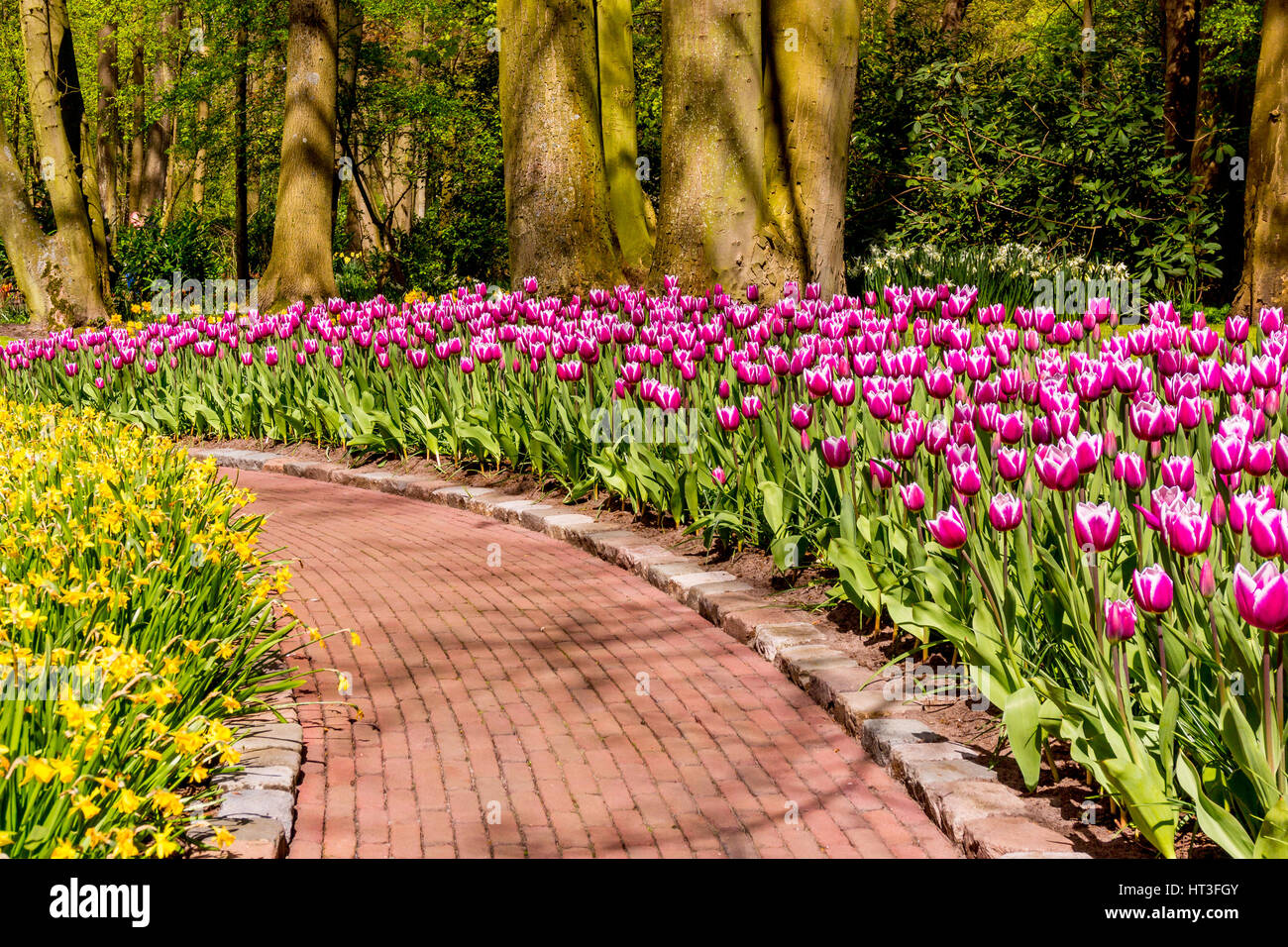 beautiful garden flowers