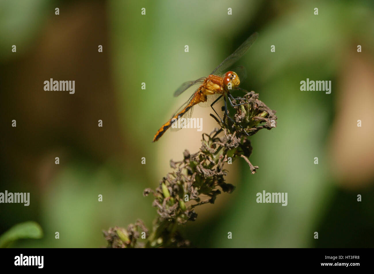 Dragonfly on a Wilted Flower Stock Photo - Alamy