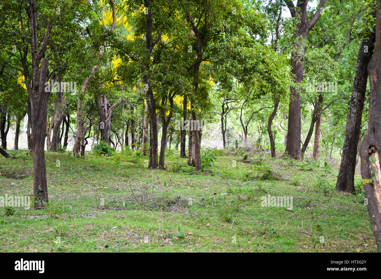 Sandalwood forest at Marayoor, near Munnar, Kerala, India Stock Photo Alamy