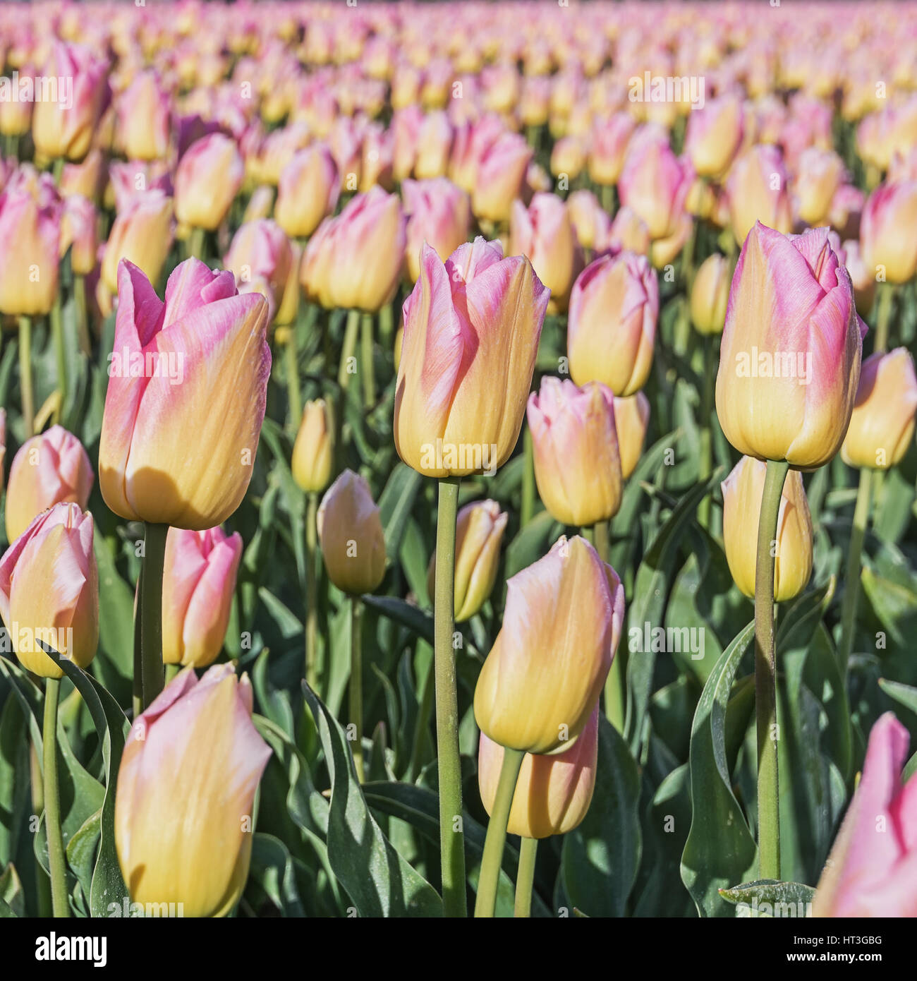 Yellow and pink tulips close-up background field of tulips Stock Photo ...