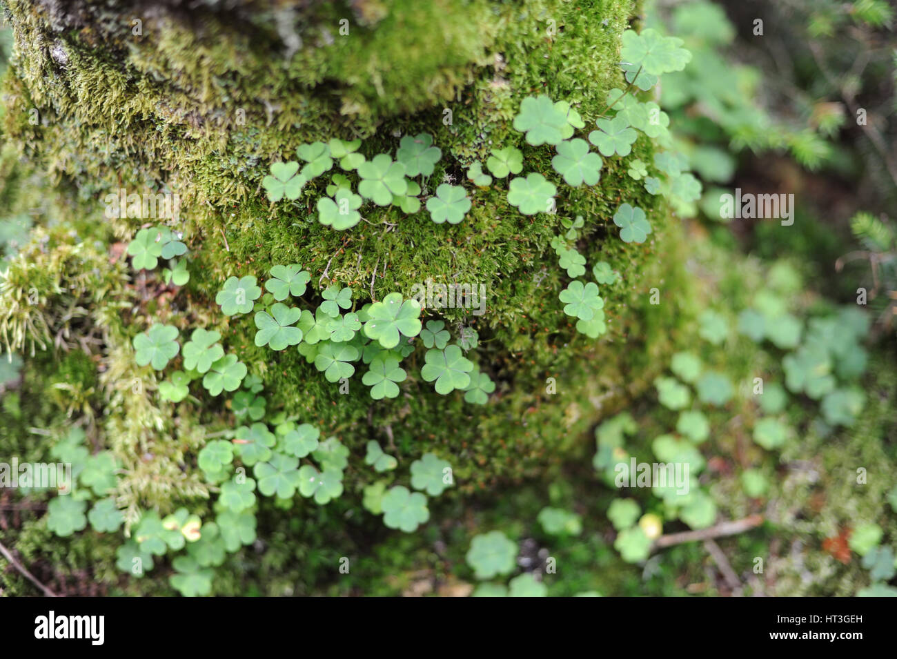 Clover and Moss Stock Photo