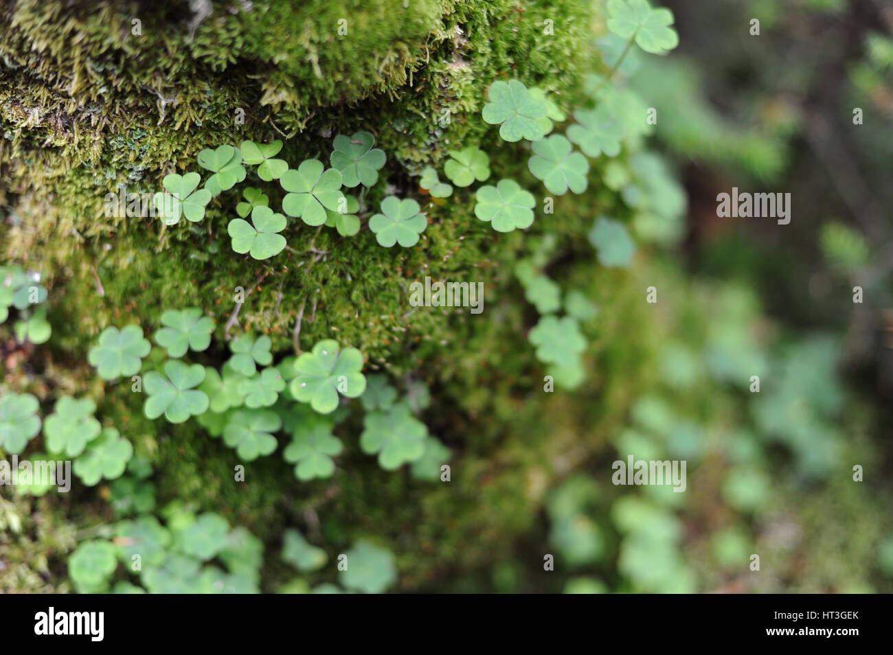 Clover and Moss Stock Photo
