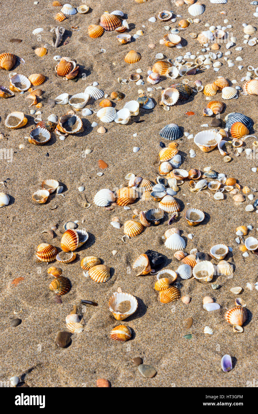 Shell on sandy beach hires stock photography and images Alamy