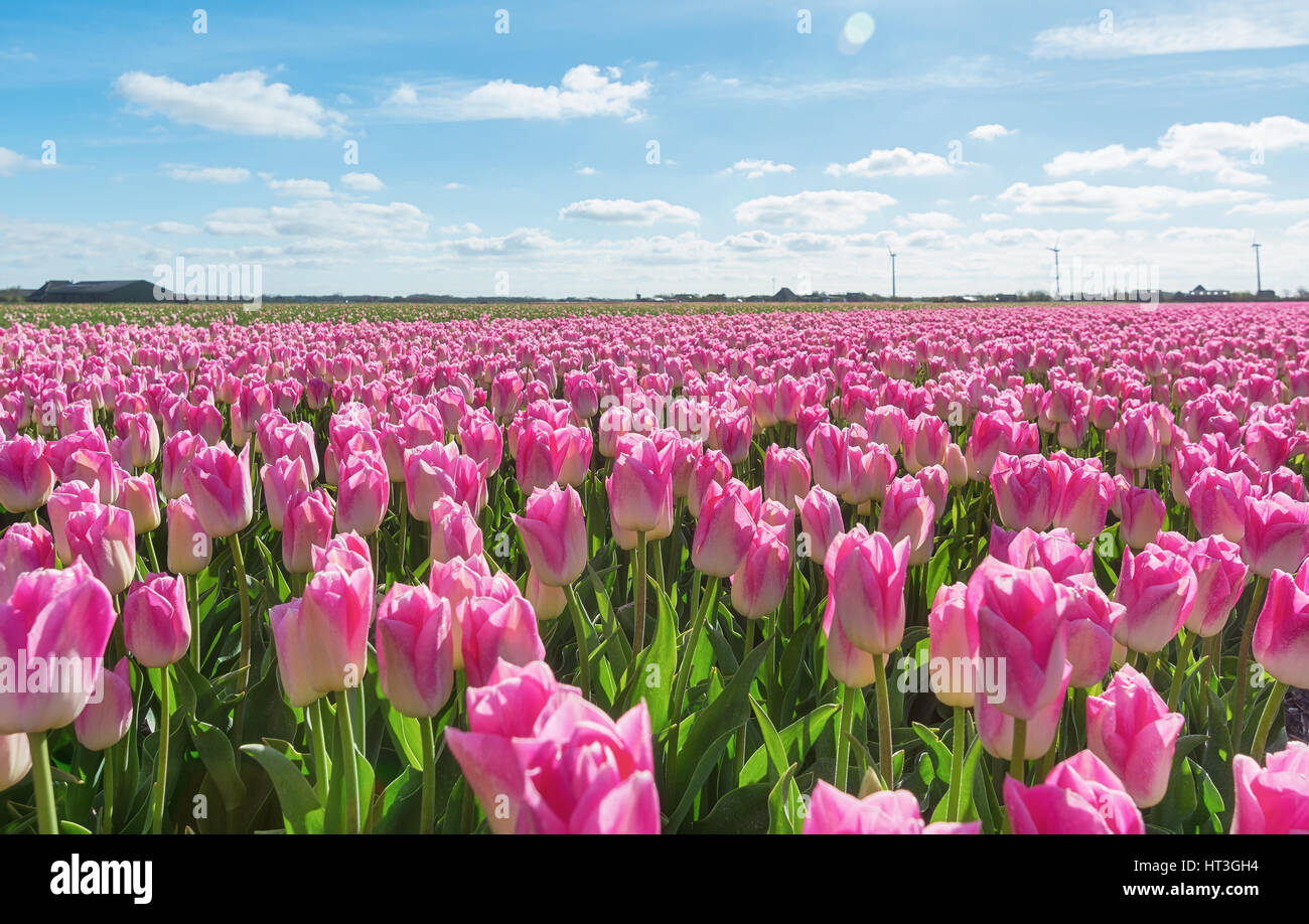 Field with pink tulips in the northern province of the Netherlands ...