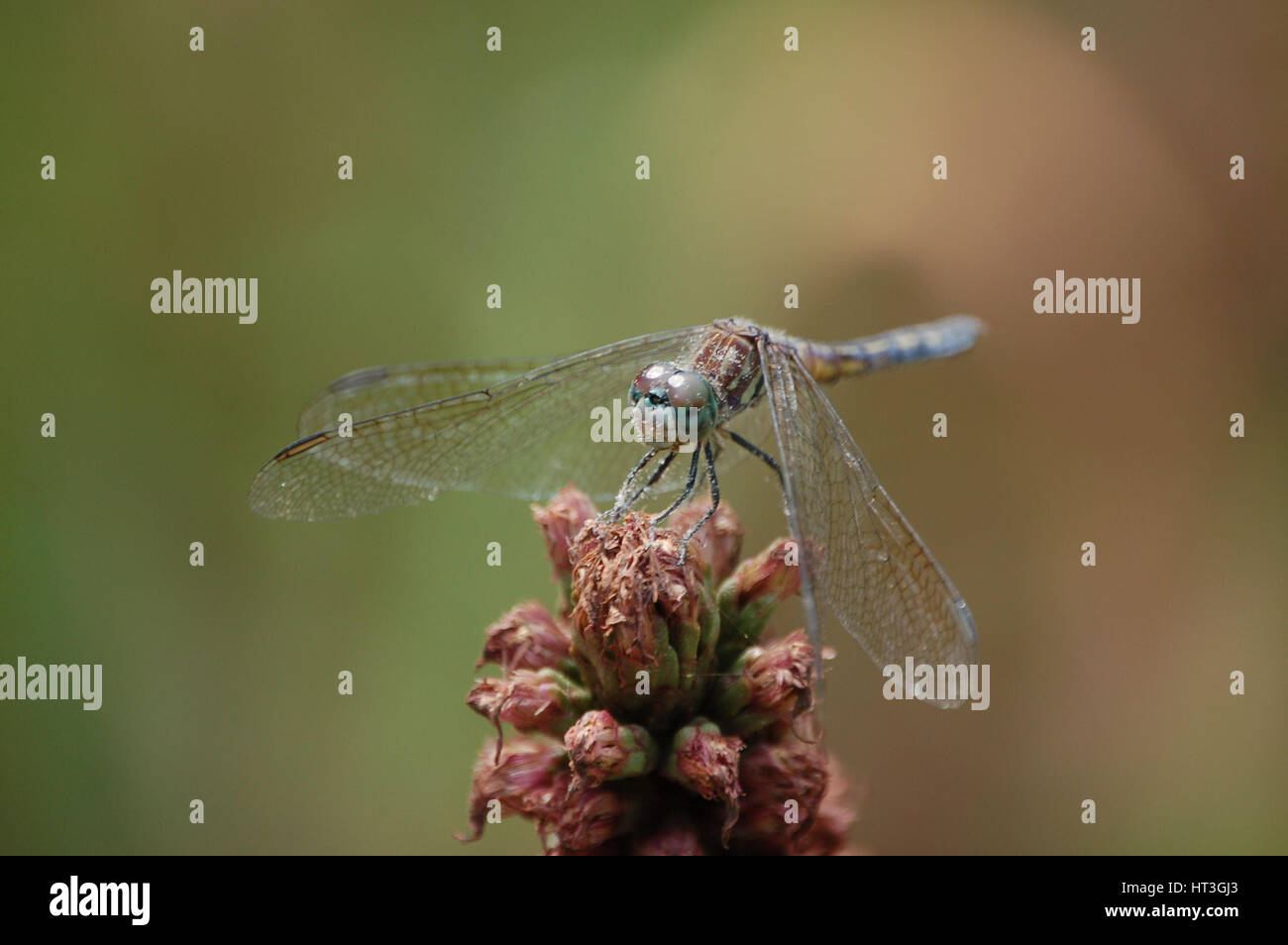 Dragonfly Resting on a Wilted Flower Stock Photo - Alamy